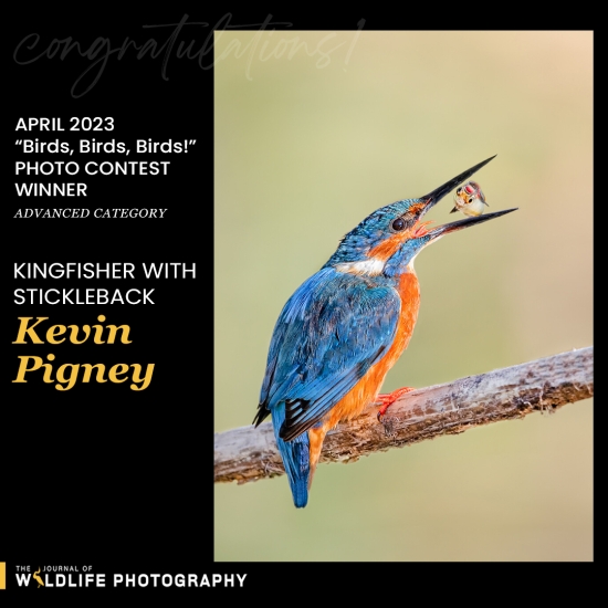 Monthly Photo Contest Winners - Journal of Wildlife Photography