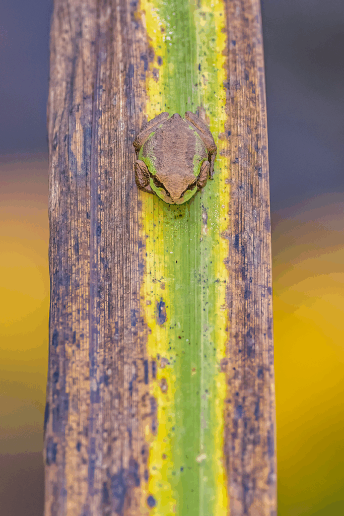 January 2024 Advanced Winner (Theme "Wildlife Camouflage"): “Pacific Tree Frog” by Christy Grinton