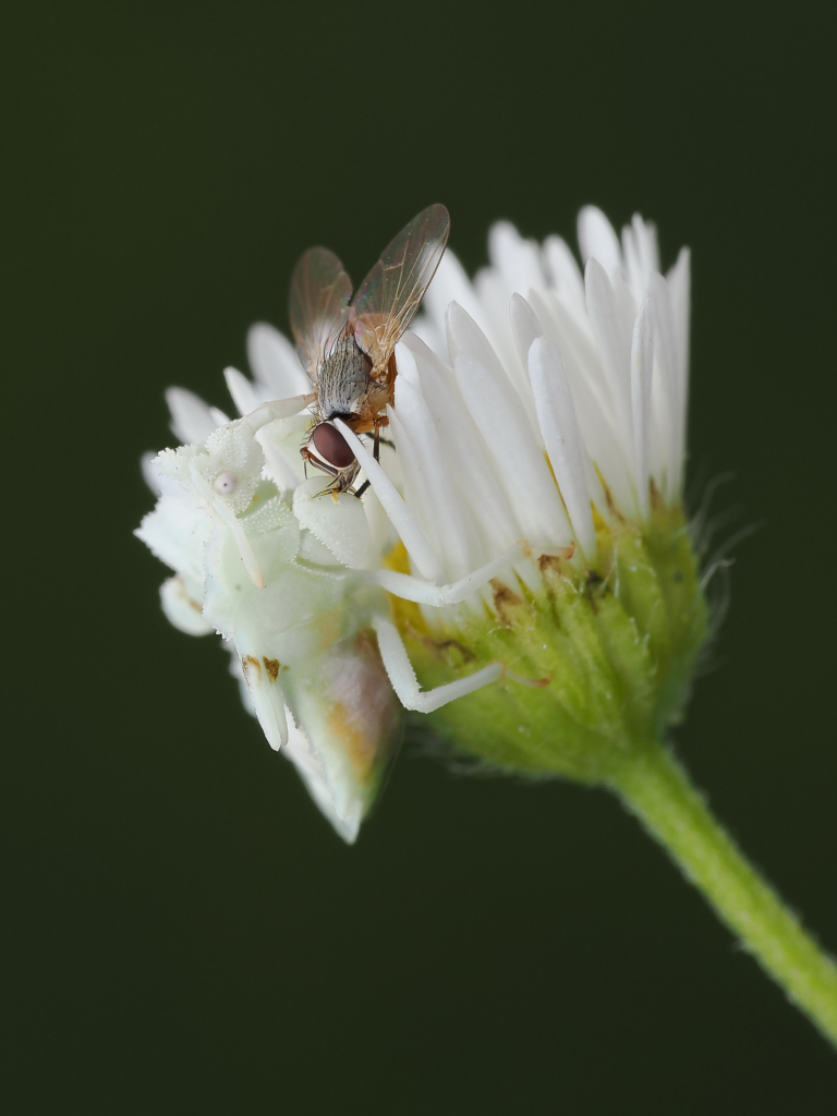January 2024 Beginner Winner (Theme "Wildlife Camouflage"): “Ambush Bug with a Meal” by Erin Price-Erwin