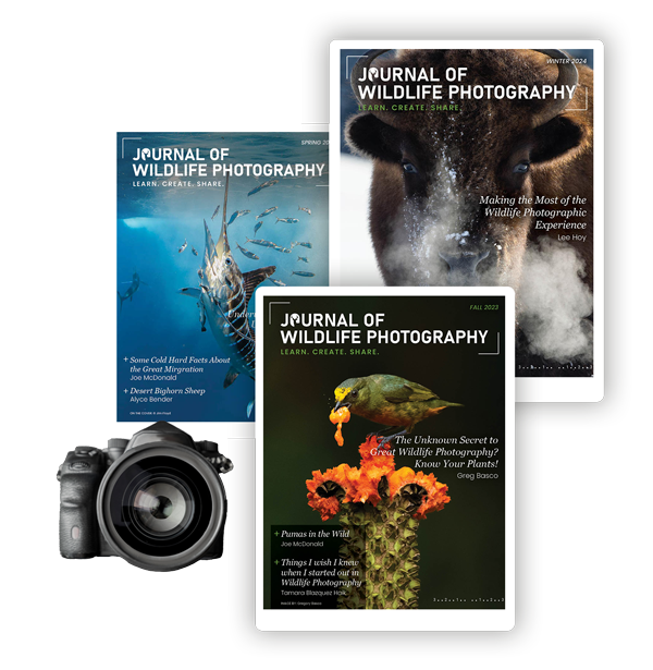 wildlife photography assignments