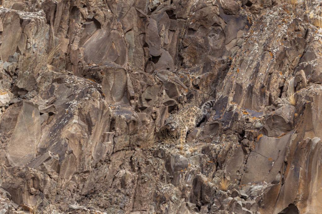 January 2024 Intermediate Winner (Theme "Camouflage"): “Ghost of The Himalayas” by Natalia Shaw