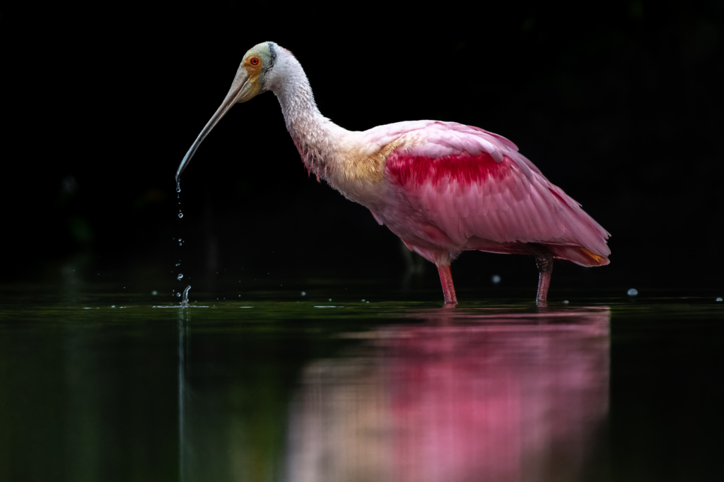 February 2024 Beginner Winner (Theme "Color"): “Roseate Spoonbil” by Kathryn Garlick