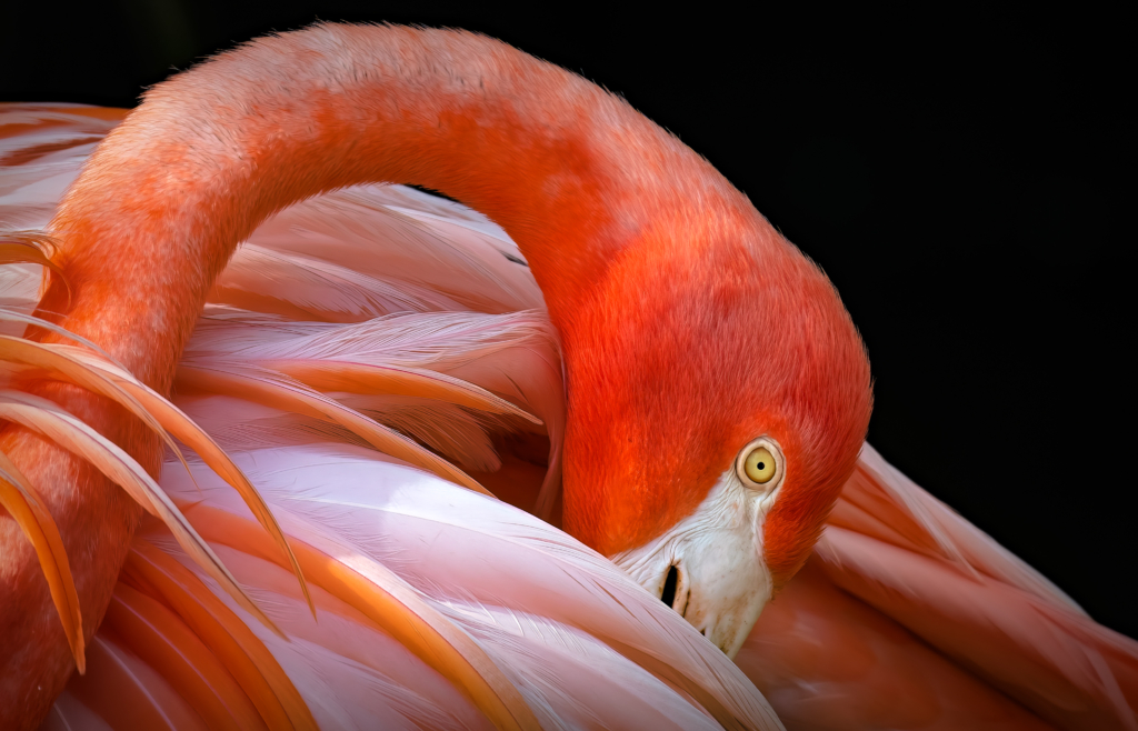 March 2024 Intermediate Winner (Theme "Tight Portrait"): “I See You” by Pat Husband
