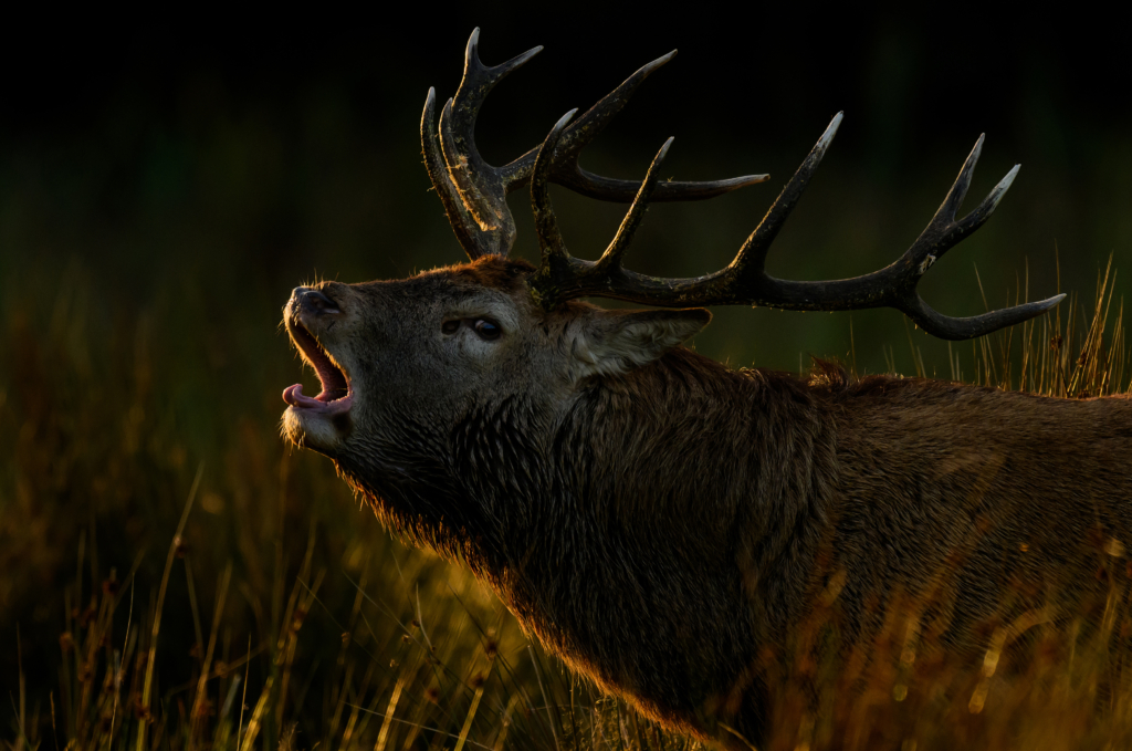 March 2024 Advanced Winner (Theme "Tight Portrait"): “Sunset” by Phil Pound