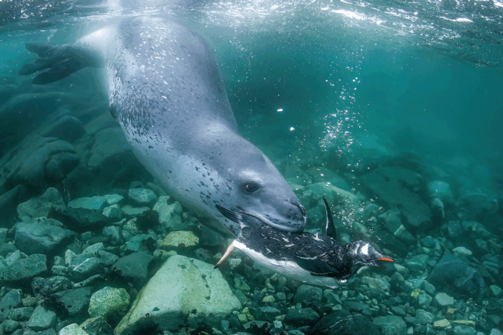 May 2024 Advanced Winner ( Theme "Behavior" ): "The Hunter and the Hunted" by Amos Nachoum