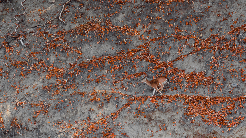 May 2024 Intermediate Winner ( Theme "Behavior") : "Deer Run" by Earl Hitz
