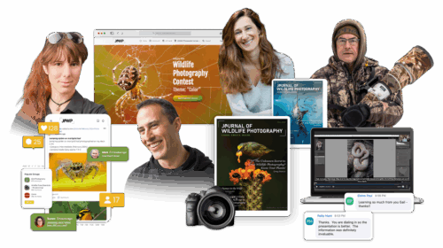36+ Hour Webinar Training Bundle