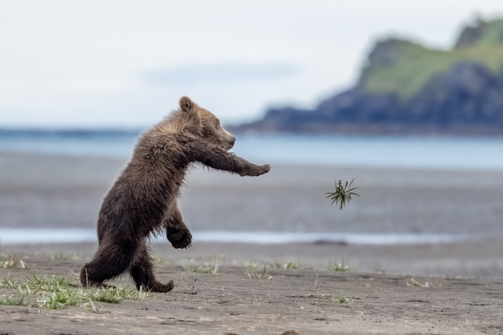 May 2024 Beginner Winner ( Theme "Behavior") : "Toss and Chase" by Janeena Sullivan