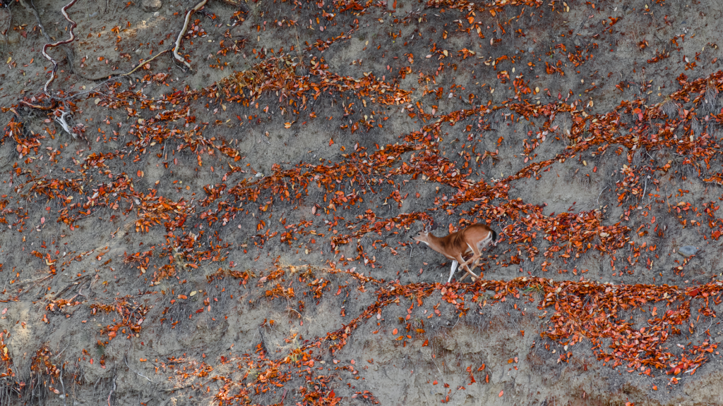 May 2024 Intermediate Winner ( Theme "Behavior") : "Deer Run" by Earl Hitz