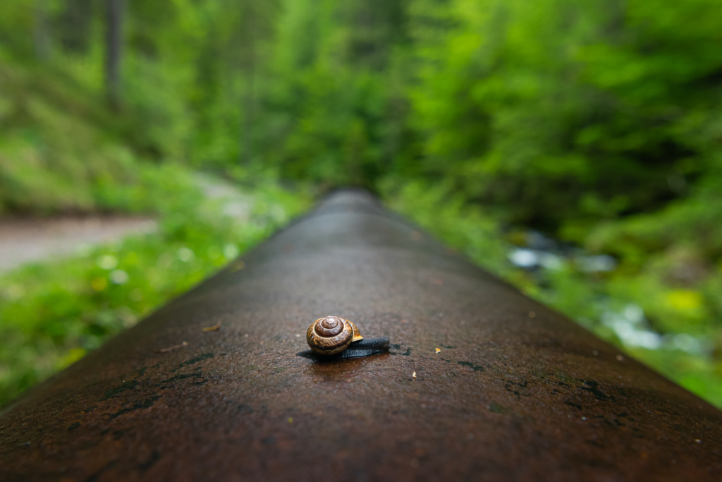 June 2024 Beginner Winner ( Theme "Small In The Frame") : "A Small Snail" by Stefan Rotter