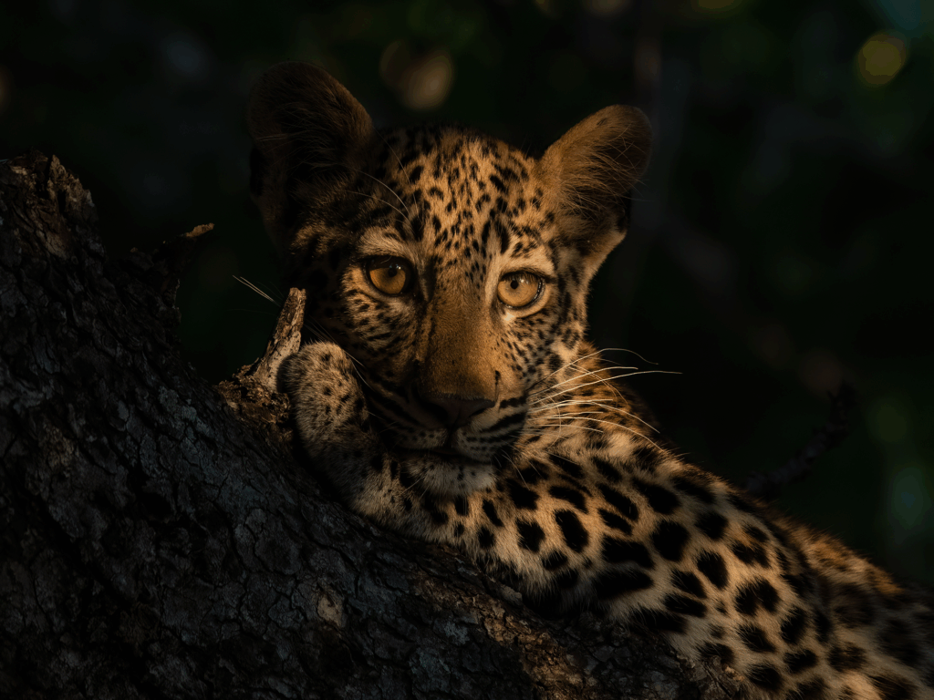 July 2024 Advanced Winner ( Theme "Sunkissed Wildlife" ) : “Leopard Cub in Dappled Light” by Jane Barrett