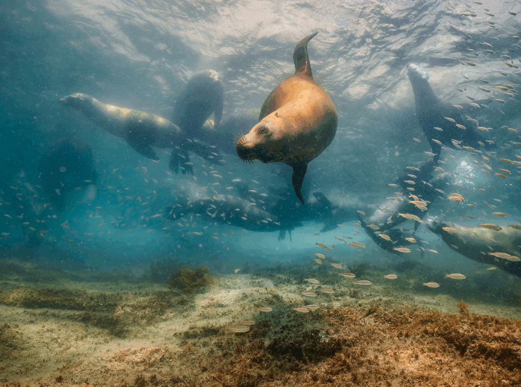 July 2024 Beginner Winner ( Theme "Sunkissed Wildlife" ) : “Breakout” by Robert Koch