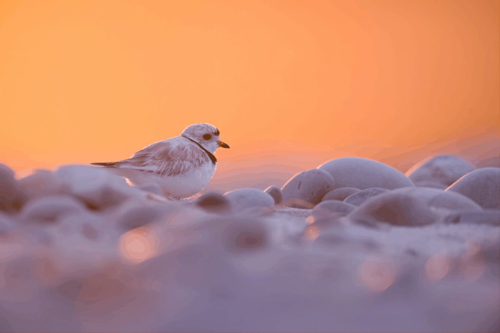 July 2024 Intermediate Winner ( Theme "Sunkissed Wildlife" ) : "Warm and Cold" by Shivam Rajdev
