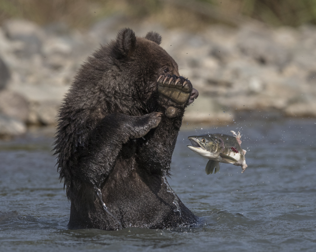 August 2024 Advanced Winner ( Theme "Funny Nature" ) : "Attack of the Half-Eaten Salmon" by Carol Grenier