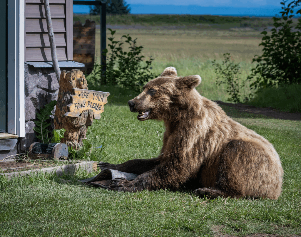 August 2024 Intermediate Winner ( Theme "Funny Nature" ) : "Wipe Your Paws" by Barbara Jill Lind