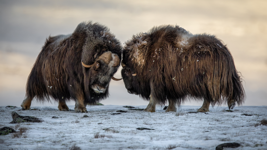 September 2024 Intermediate Winner (Theme "Duo"): "Brothers" by Gunnar Haug