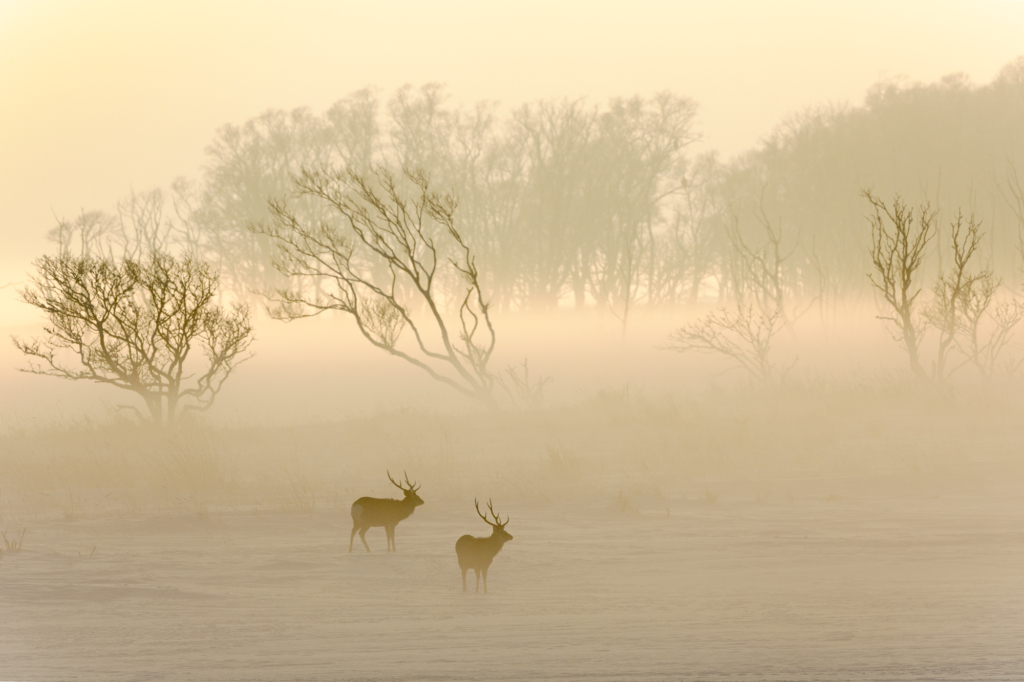 September 2024 Advanced Winner ( Theme "Duo" ) : "Deers in Sunset" by Daryl Yeo
