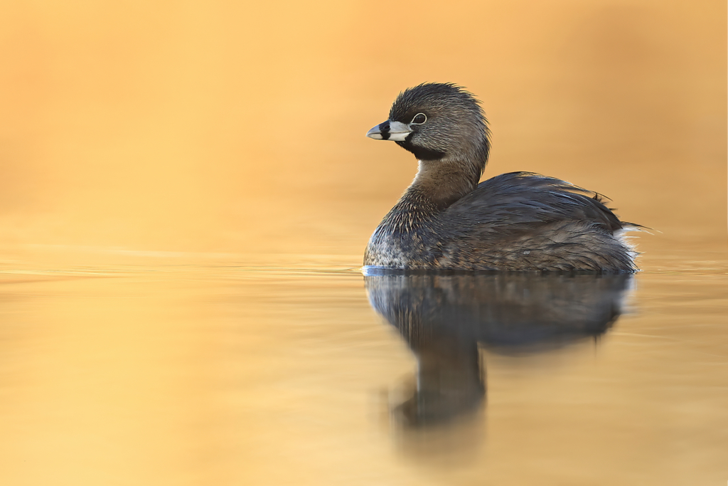October 2024 Beginner Winner (Theme "Water and Wildlife"): “Pied Billed Grebe” By Don Blecha