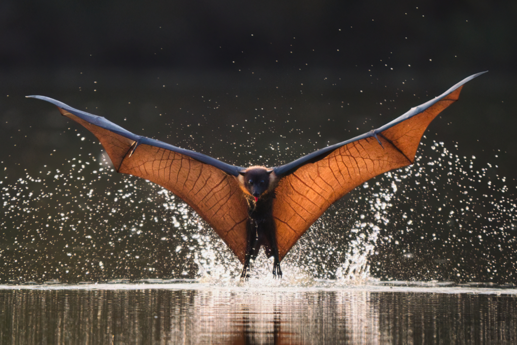 October 2024 Intermediate Winner (Theme "Water and Wildlife"): “Just Chill” by Pankaj Joshi