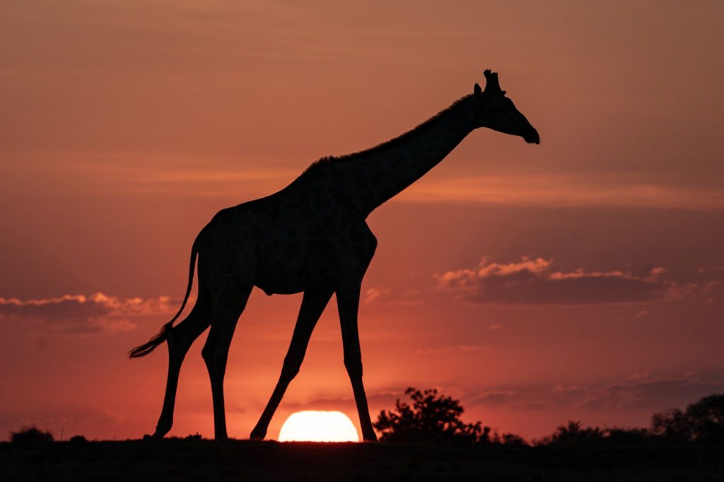 November 2024 Beginner Winner (Theme "Silhouette(s)"): “A Big Step” by Barry Keller