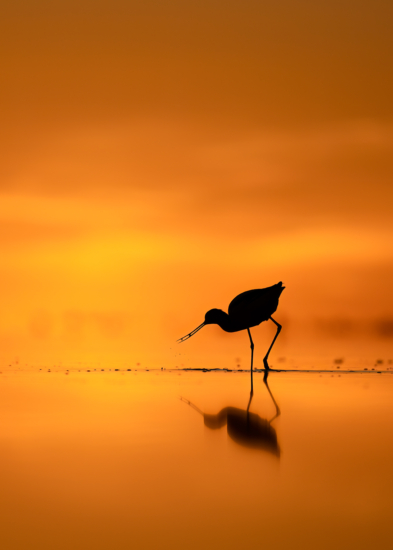 November 2024 Advanced Winner ( Theme "Silhouettes" ) : "Sunset Snack" By Barb Ward-Blank