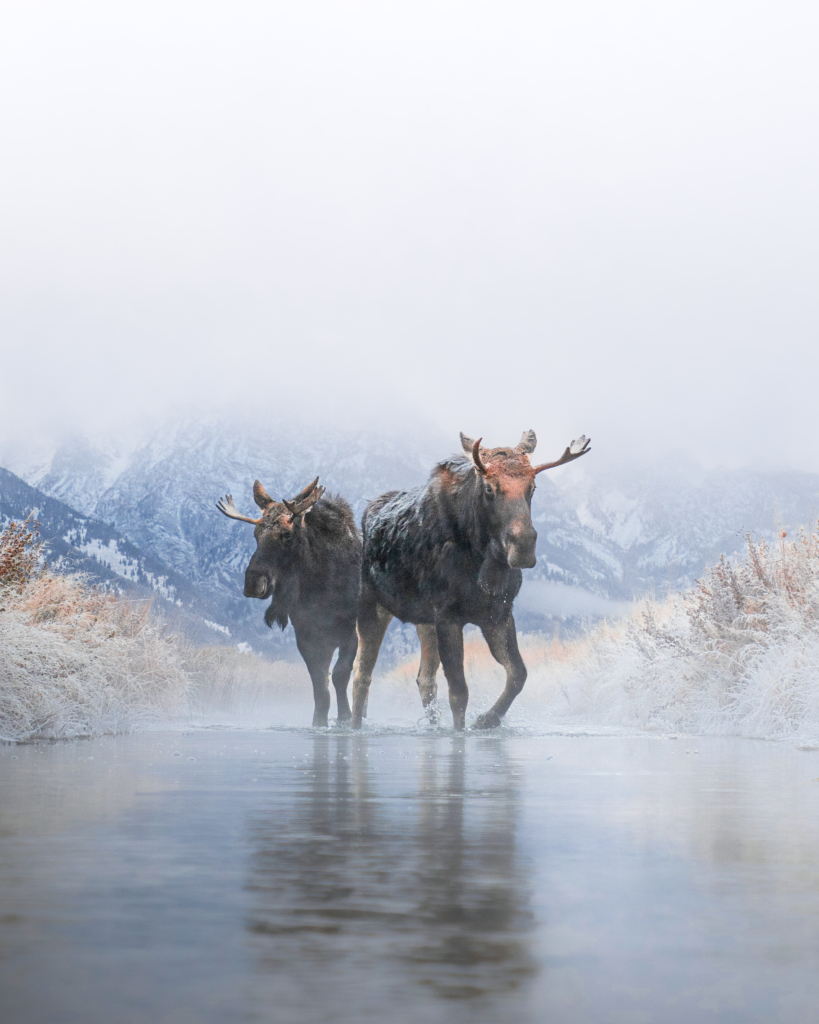 December 2024 Advanced Winner (Theme "Your Best of 2024"): “First Frost” by Chris McQuarrie