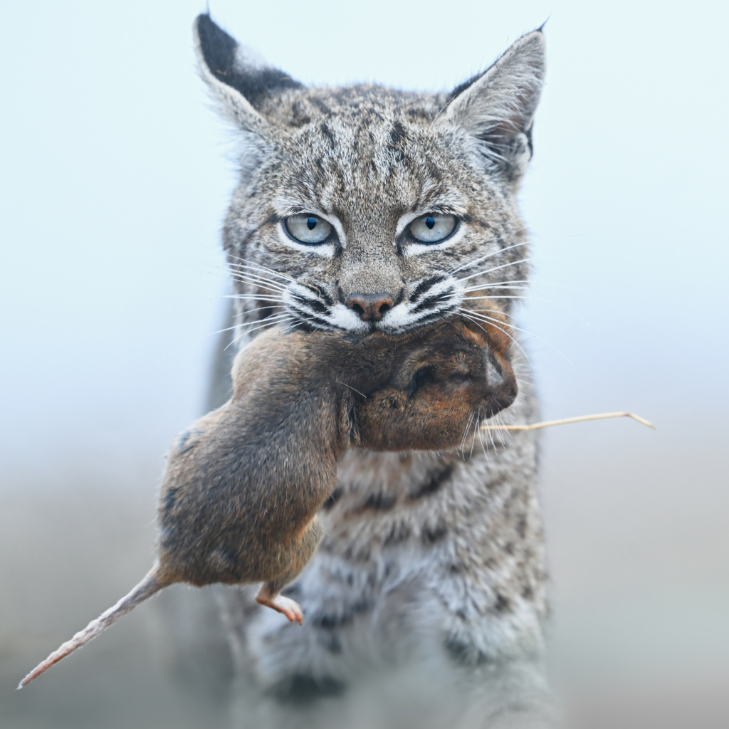 December 2024 Beginner Winner (Theme "Your Best of 2024"): “Trophy” by Nicolas Cao