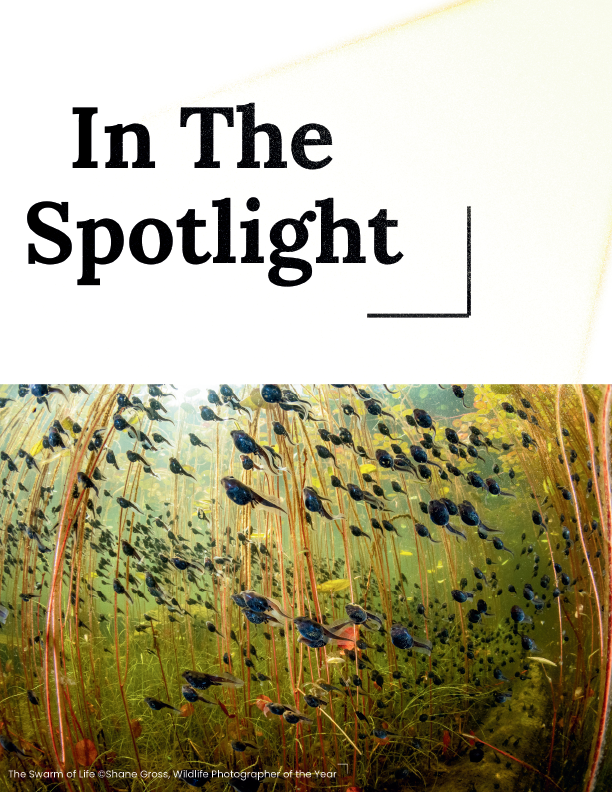 Beneath the Lily Pads: A Tadpole's Tale