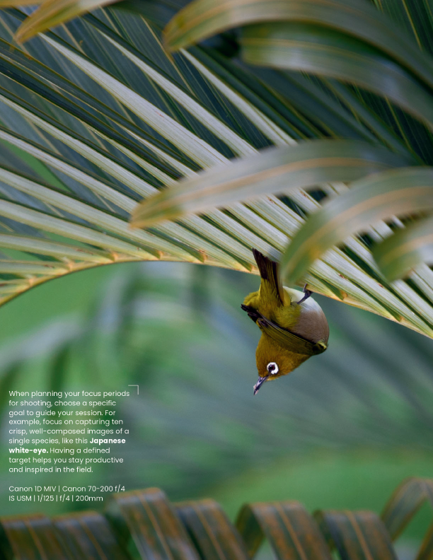 Beyond the Lens: How Focus Periods Can Elevate Your Wildlife Photography