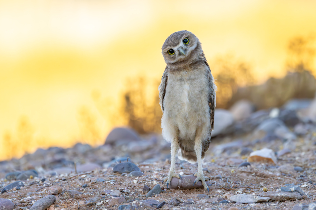 January 2025 Beginner Winner (Theme "Babies"): “Hoo Are You?” by Jenny L Clark