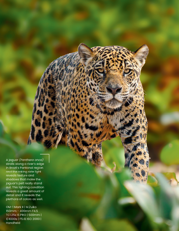 Mastering Light: The Four Pillars Every Wildlife Photographer Should Know