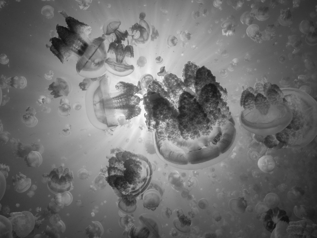 February 2025 Intermediate Winner (Theme "Black and White"): “Up Through A Jellyfish Universe” by Carol May