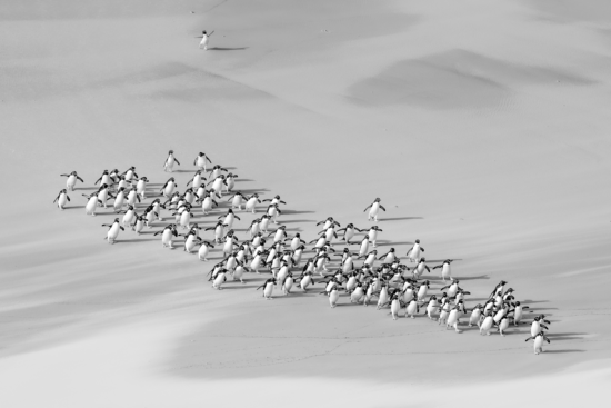 February 2025 Advanced Winner (Theme "Black and White"): “Hey, Wait For Me” by Rick Beldegreen