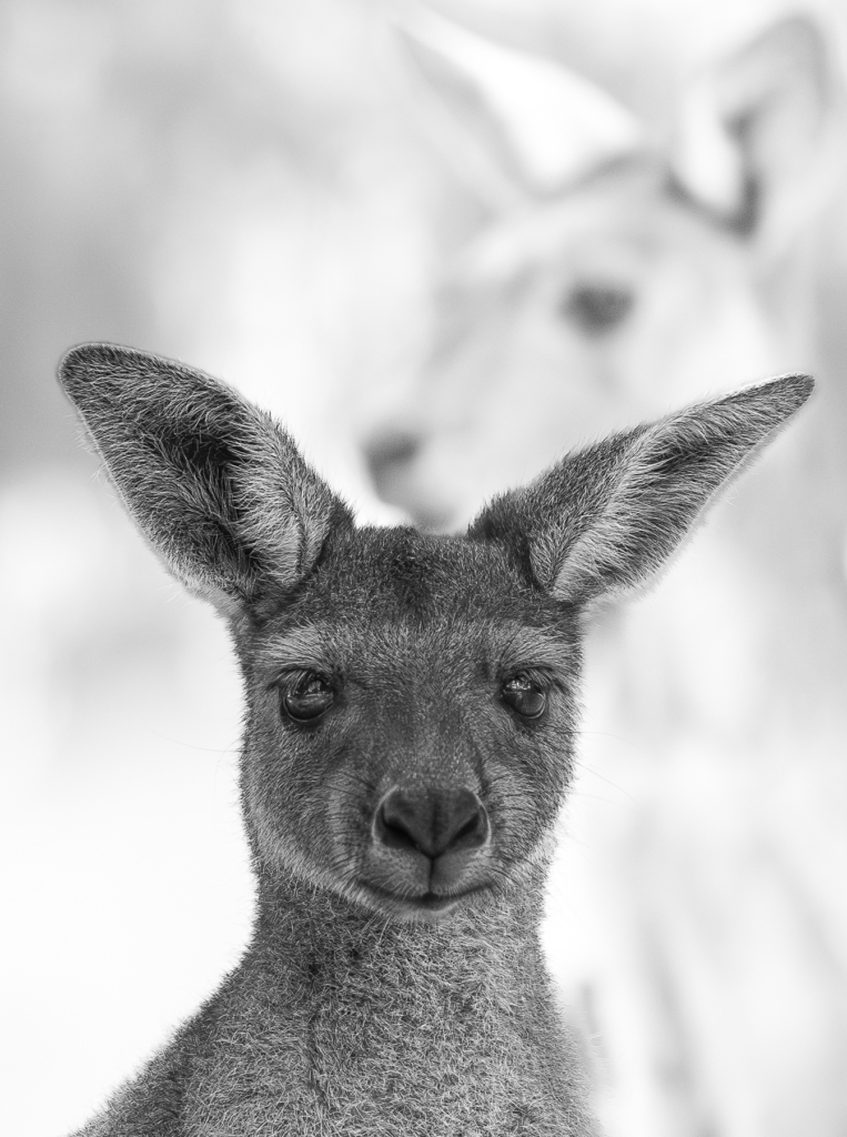 February 2025 Beginner Winner (Theme "Black and White"): “Mumma and Me” by Louie Owen