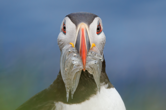 Puffin with fish by Ann Pacheco