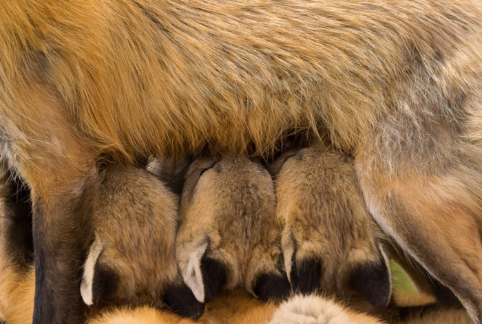 Fox nursing kits by Gail Bisson
