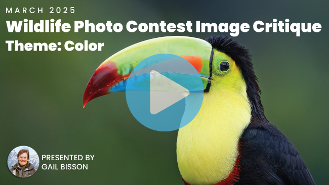 March 2025 Photo Contest Critique