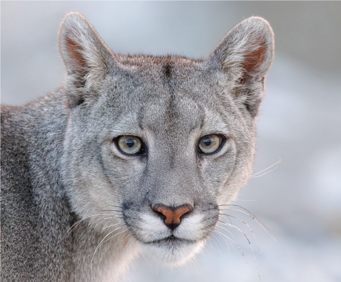 Puma portrait by Gail Bisson