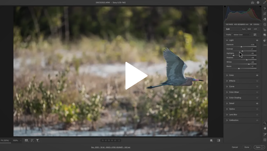 What Most Wildlife Photographers Miss When They Crop