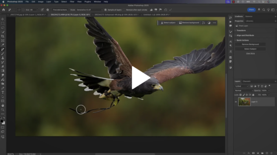 Using Lightroom and Photoshop to Remove Distractions from Wildlife Photographs
