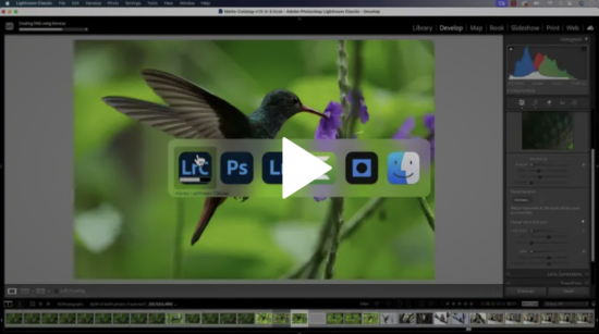 How to Remove Noise From Your Bird Photos