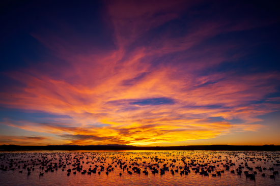 March 2025 Advanced Winner (Theme "Color"): “Snow Geese” by Alan Murphy