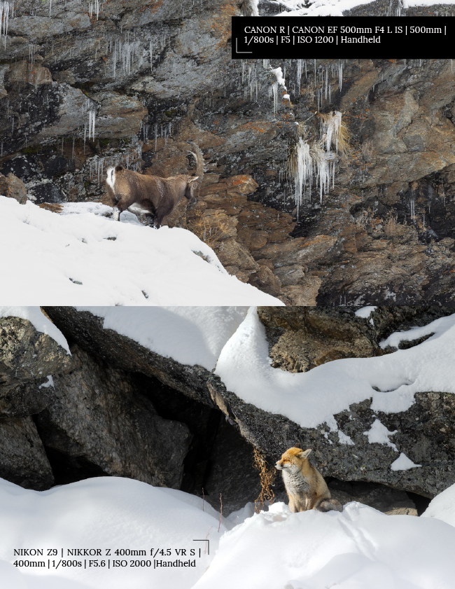 Conquering the Peaks: Mountain Mammal Photography by Cristiano Garola
