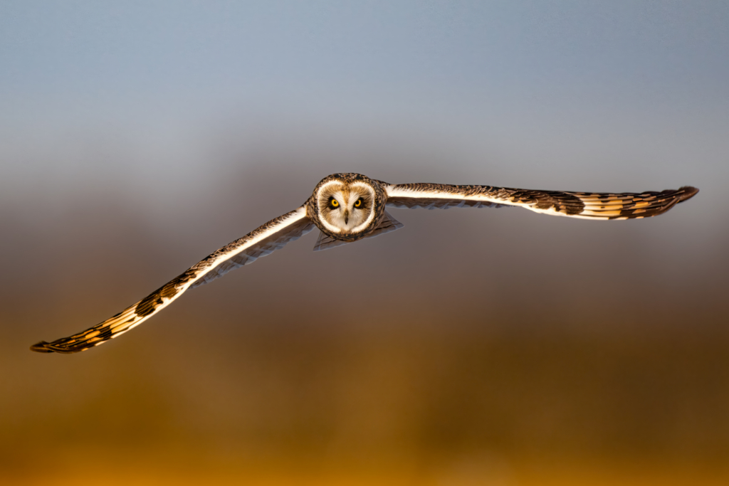 April 2024 Beginner Winner (Theme "Birds-in-Flight"): “Short-Eared Owl Approaching” by Jim Ruzicka