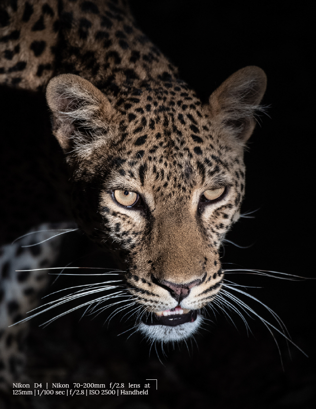 Wildlife Portraits That Speak: Capturing Emotion Through Your Lens by Gerry Van Der Walt