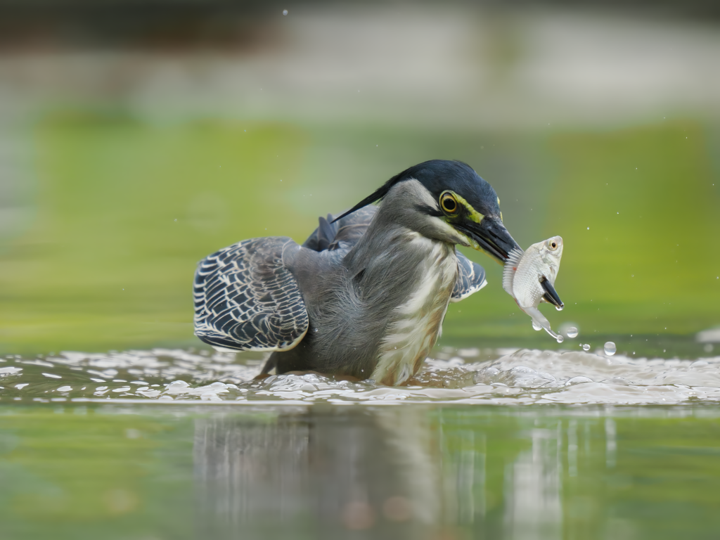 April 2025 Beginner Winner ( Theme "Behavior" ) : “Hook On The First Try” by Andrew Vergelius