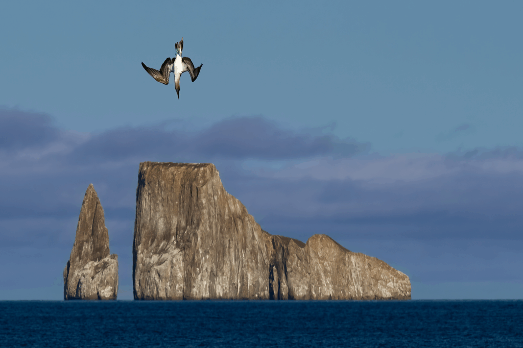 May 2025 Intermediate Winner ( Theme "Birds-in-Flight" ) : "Blue-Footed Booby Over Kicker Rock" by Jennifer Gregory O’Donnell