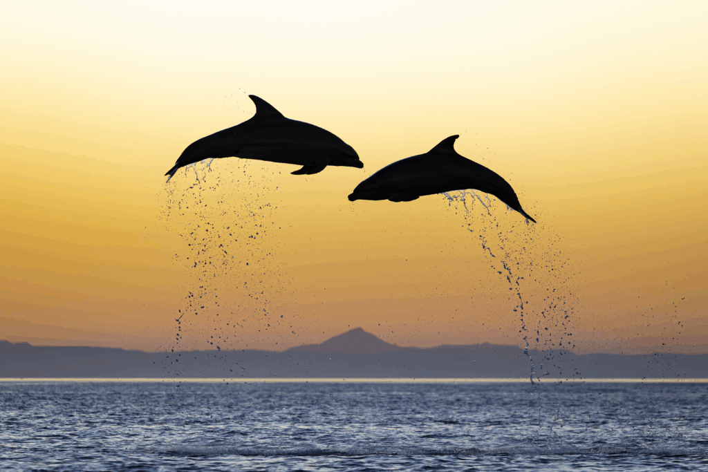April 2025 Advanced Winner ( Theme "Behavior" ) : “Sunset Ascend" by Mike Rigney