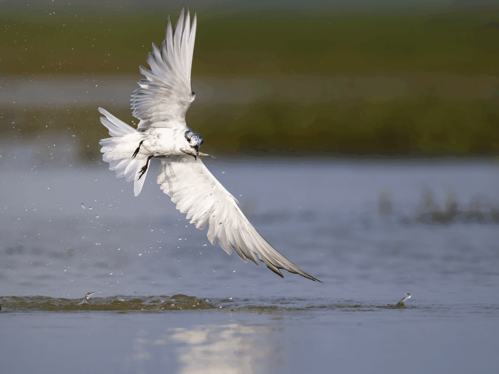 May 2025 Beginner Winner ( Theme "Birds-in-Flight" ) : "The Fishing Maestro" by Partha Pratim Chakraborty