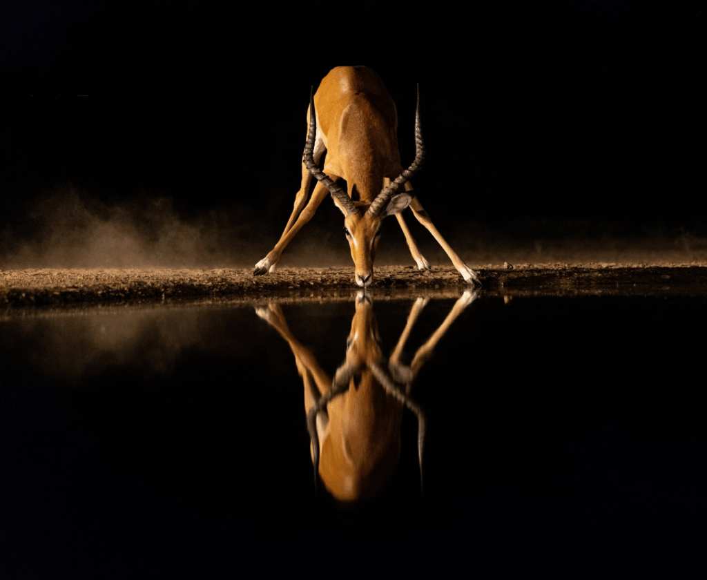 June 2025 3rd Place Winner ( Theme "Reflections" ) : "Impala Drinking at Night" by Alison Mees